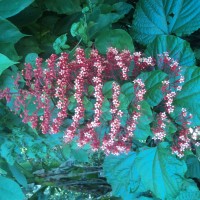 Clerodendrum paniculatum L.